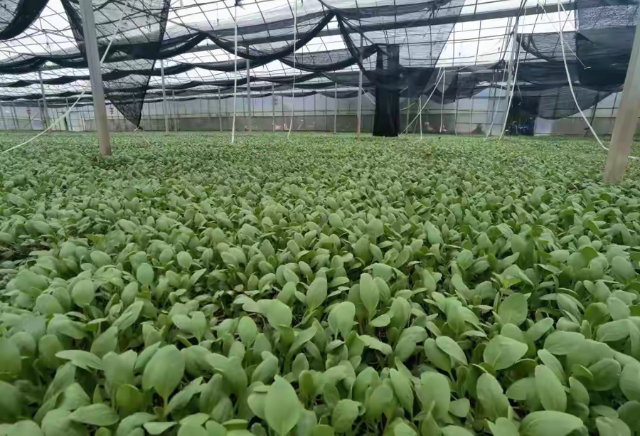 鸡毛菜喝上浓缩蛋白液